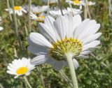 Anthemis melanoloma. Верхушка побега с соцветием. Кавказский биосферный заповедник, Азишский перевал, ≈ 1700 м н.у.м., субальпийский луг. 31.08.2019.