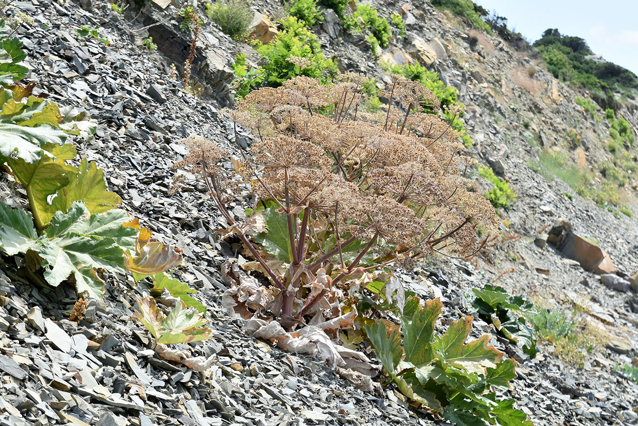 Image of Heracleum stevenii specimen.