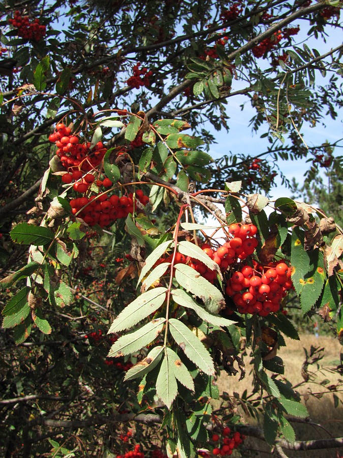 Image of Sorbus aucuparia specimen.