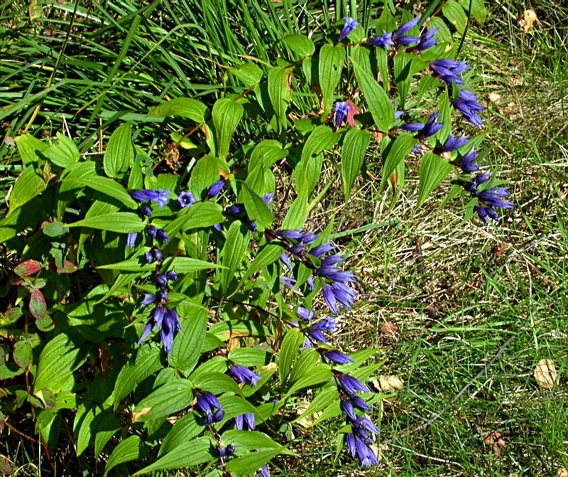 Изображение особи Gentiana asclepiadea.