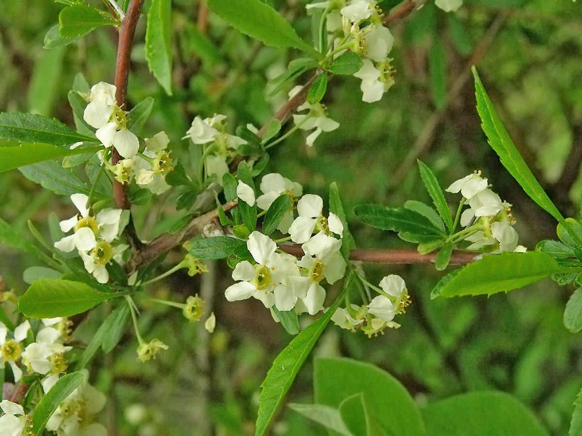 Image of Prinsepia uniflora specimen.