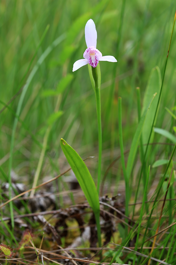 Изображение особи Pogonia japonica.