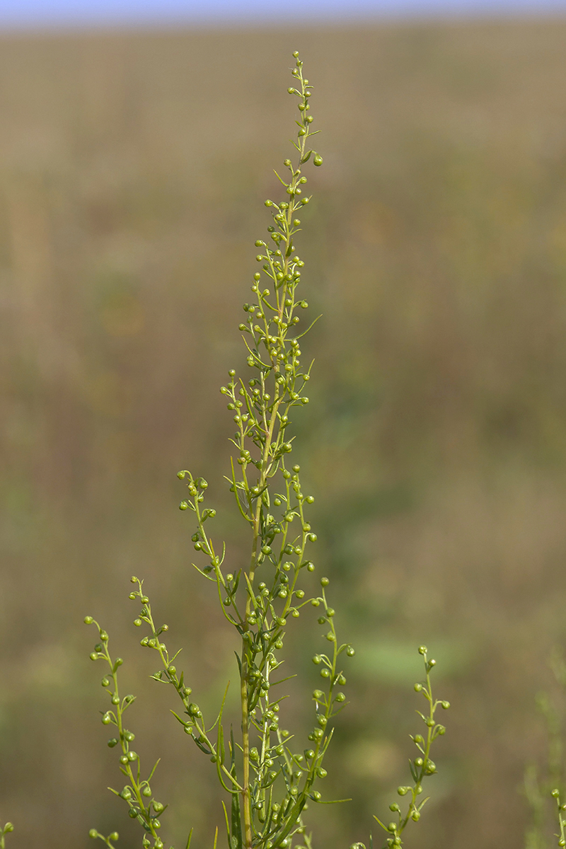 Image of Artemisia dracunculus specimen.