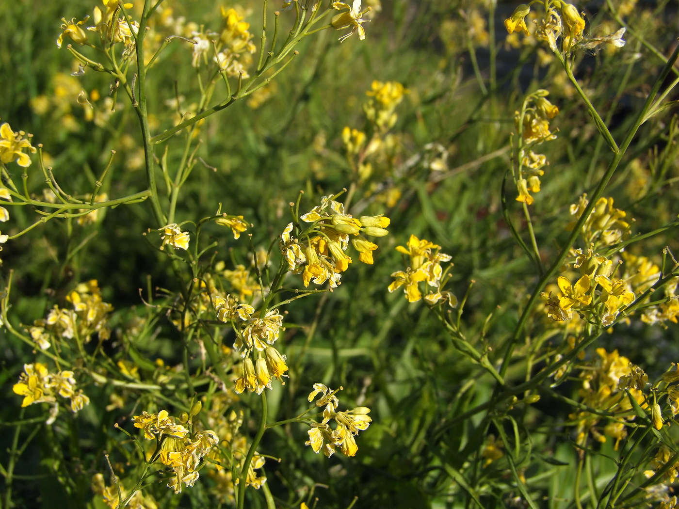 Image of Sisymbrium volgense specimen.