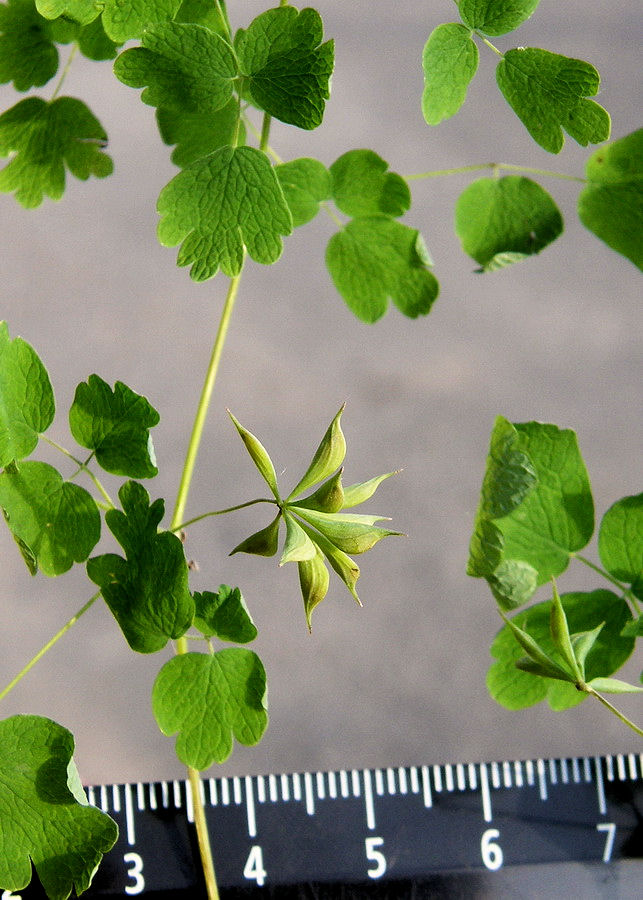 Image of Thalictrum sparsiflorum specimen.