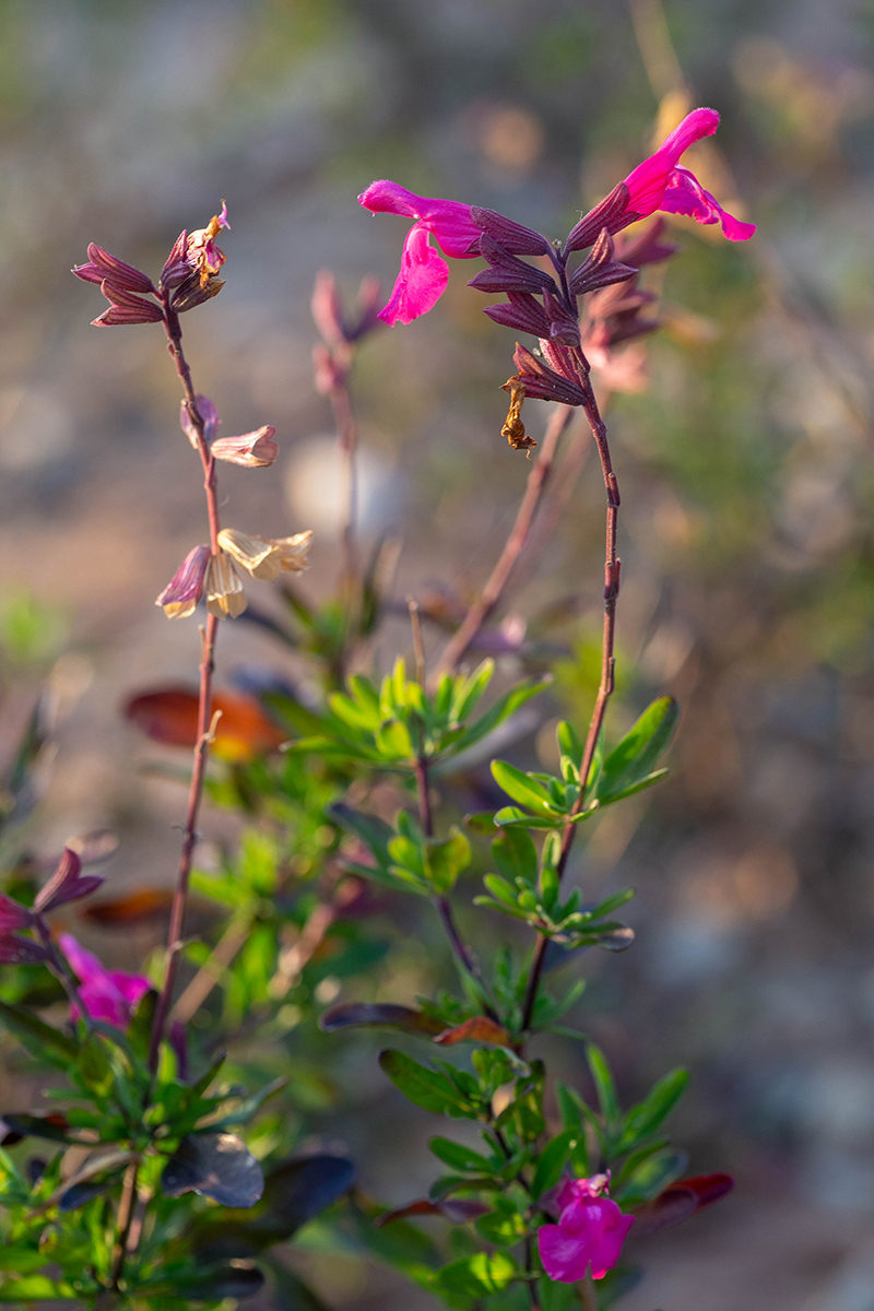 Image of Salvia greggii specimen.