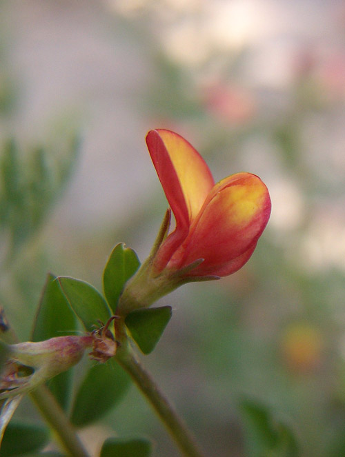 Image of Lotus sergievskiae specimen.