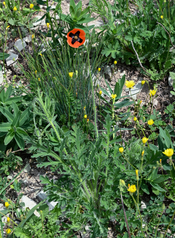 Image of genus Papaver specimen.