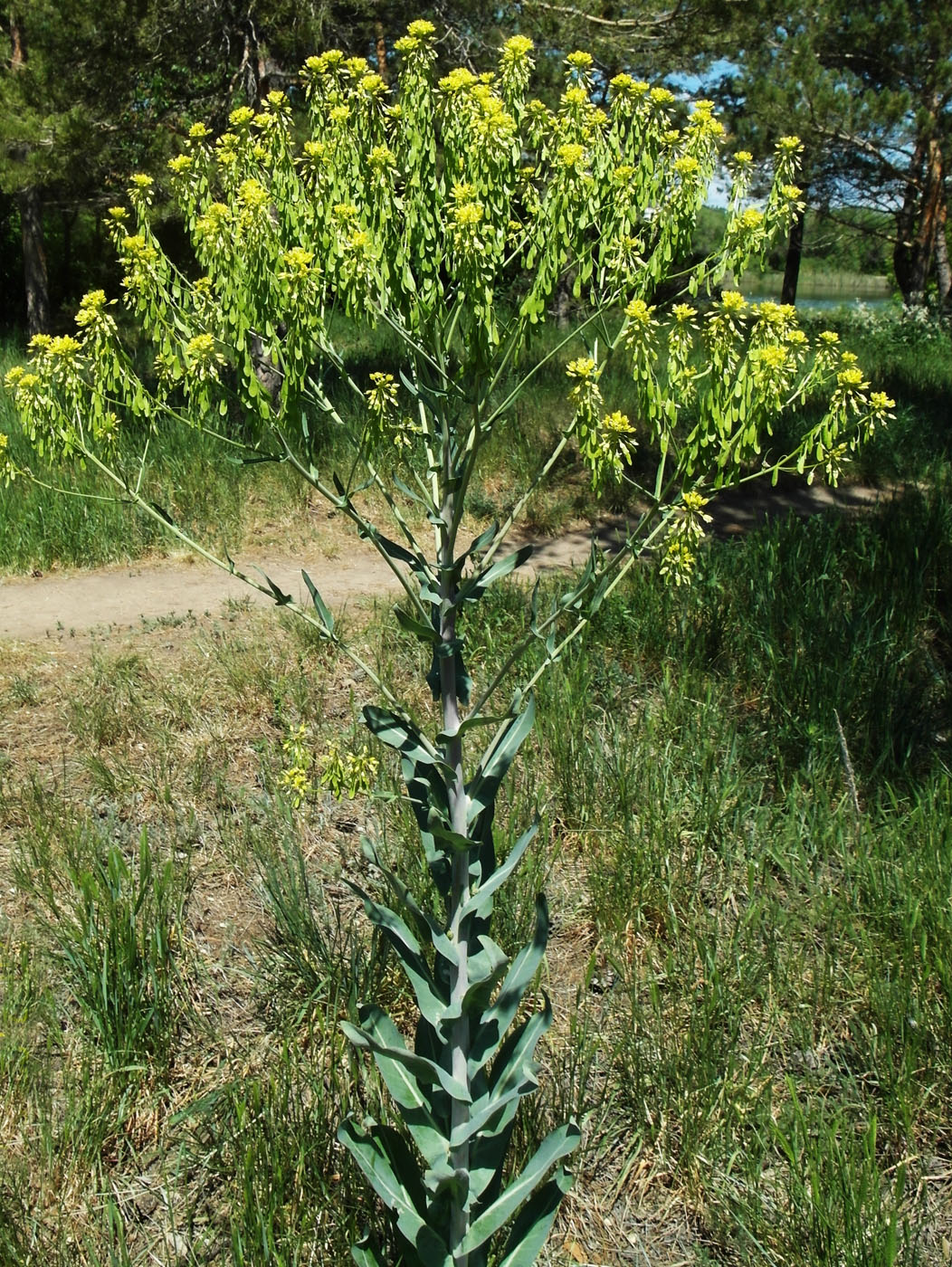 Image of Isatis costata specimen.