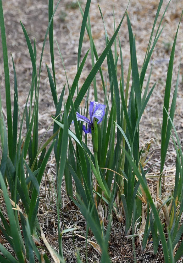 Изображение особи Iris biglumis.