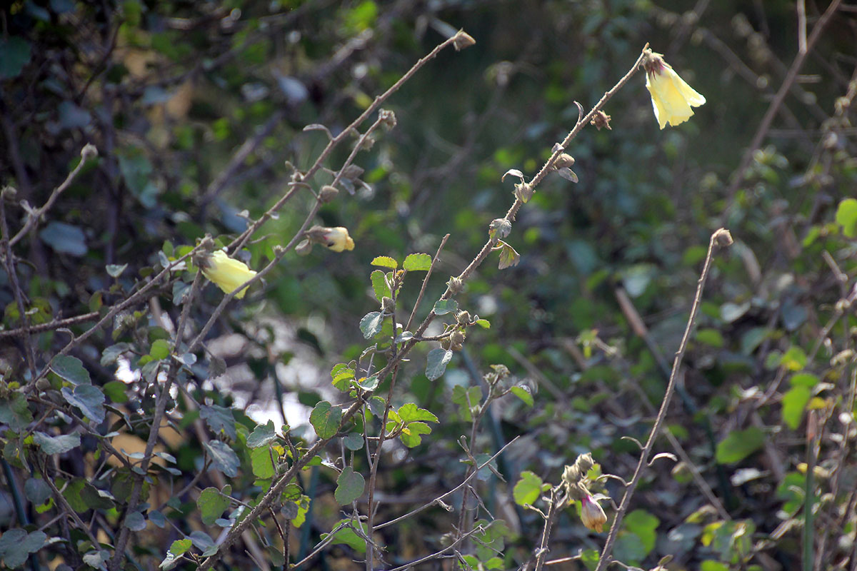 Image of familia Malvaceae specimen.