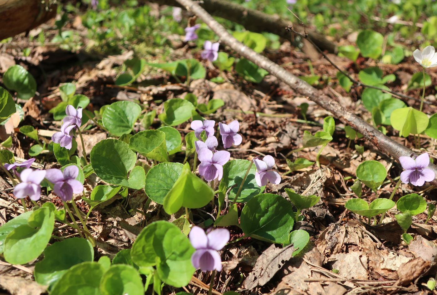 Изображение особи Viola epipsila.