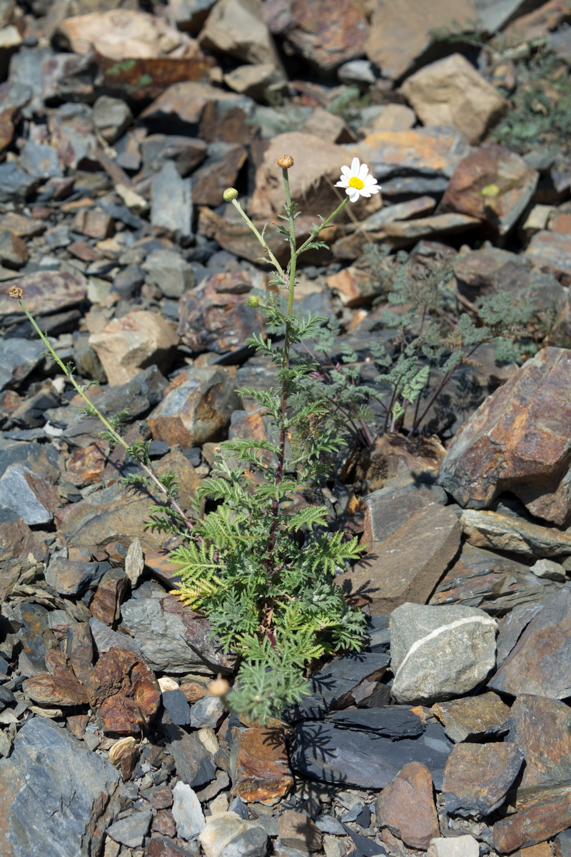 Изображение особи род Anthemis.