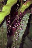familia Orchidaceae. Соцветие. Малайзия, штат Саравак, округ Мири, национальный парк «Мулу». 14.03.2015.