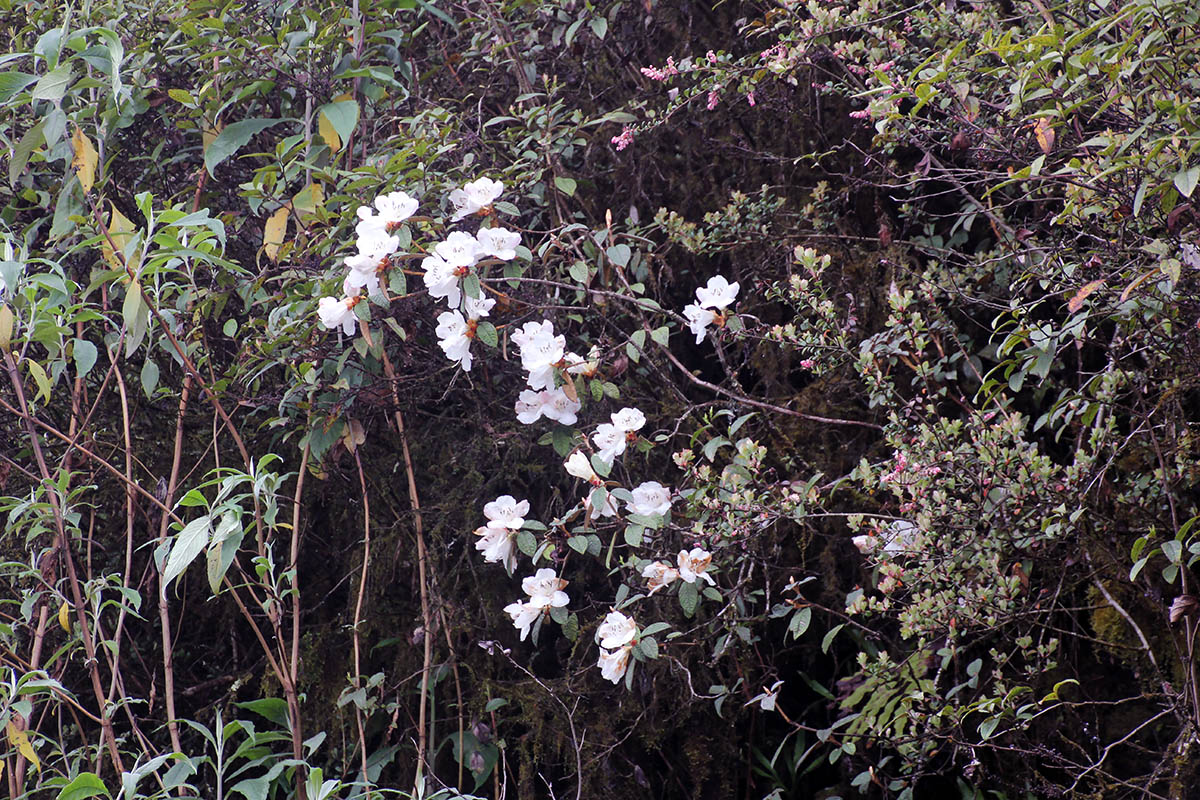 Изображение особи Rhododendron edgeworthii.