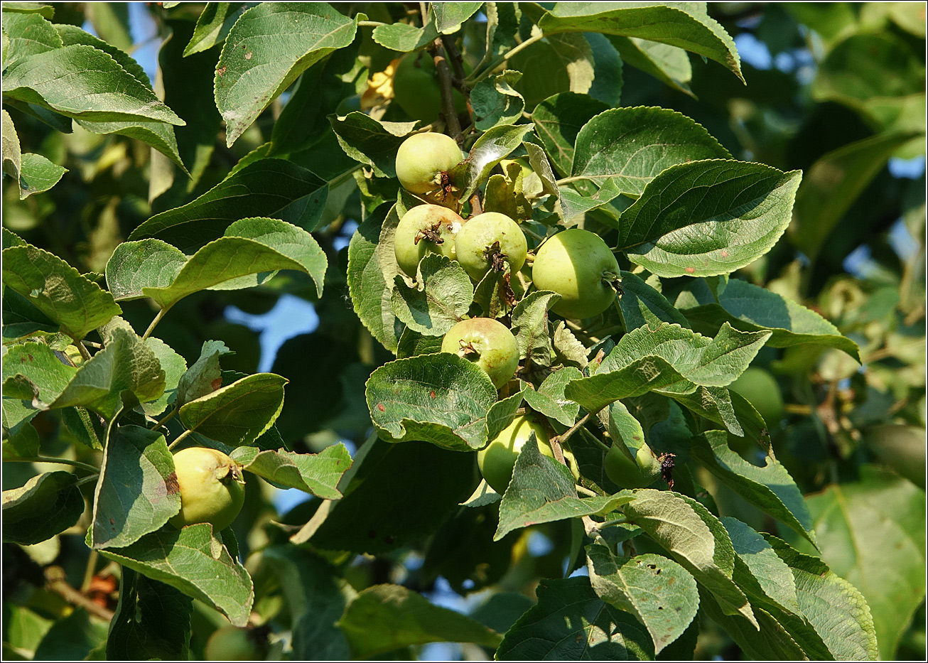 Image of Malus prunifolia specimen.