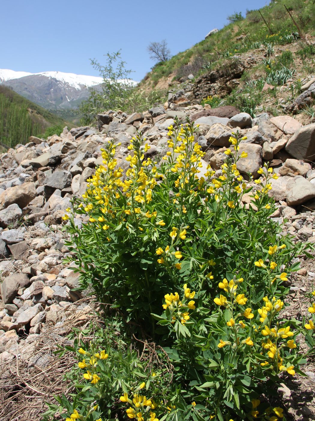 Изображение особи Thermopsis alterniflora.