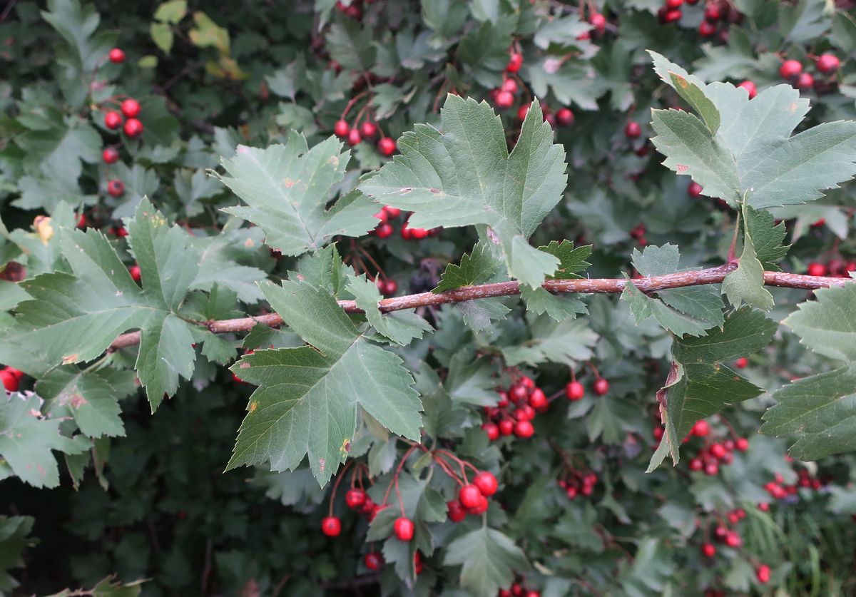 Image of genus Crataegus specimen.