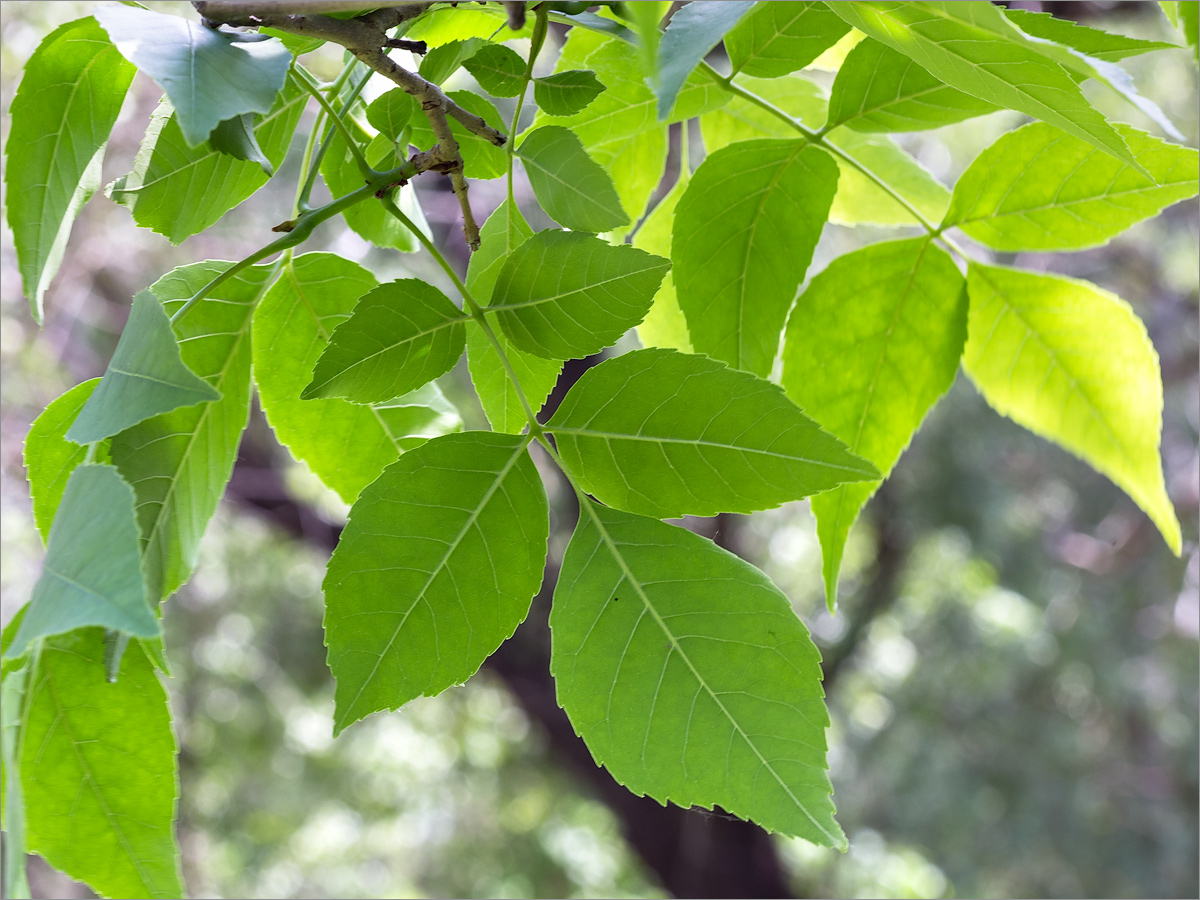 Изображение особи Fraxinus pennsylvanica.