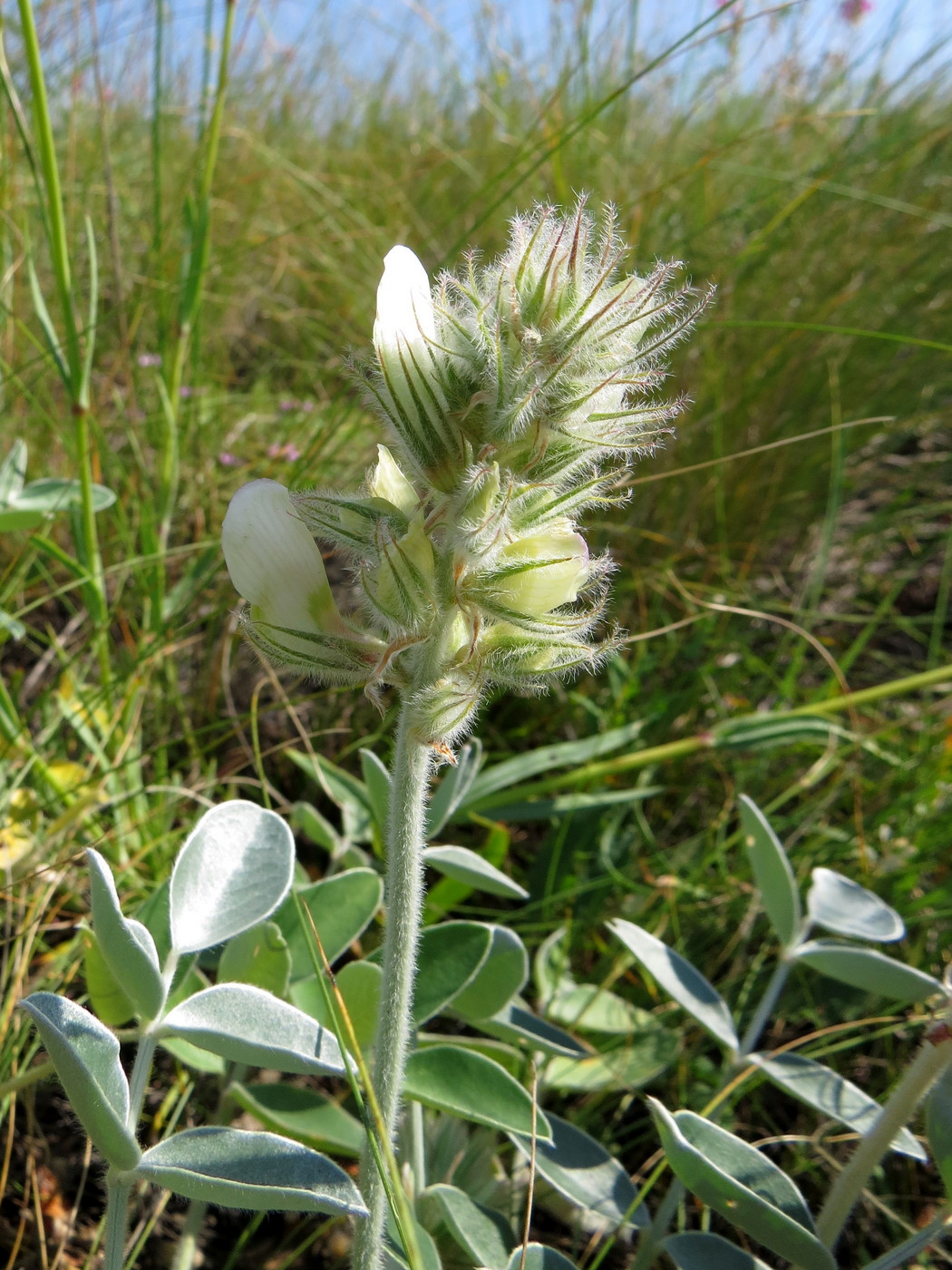 Image of Hedysarum grandiflorum specimen.