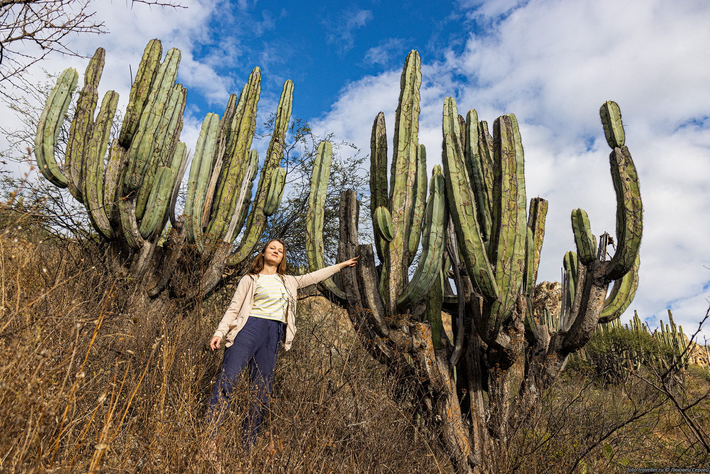 Image of familia Cactaceae specimen.