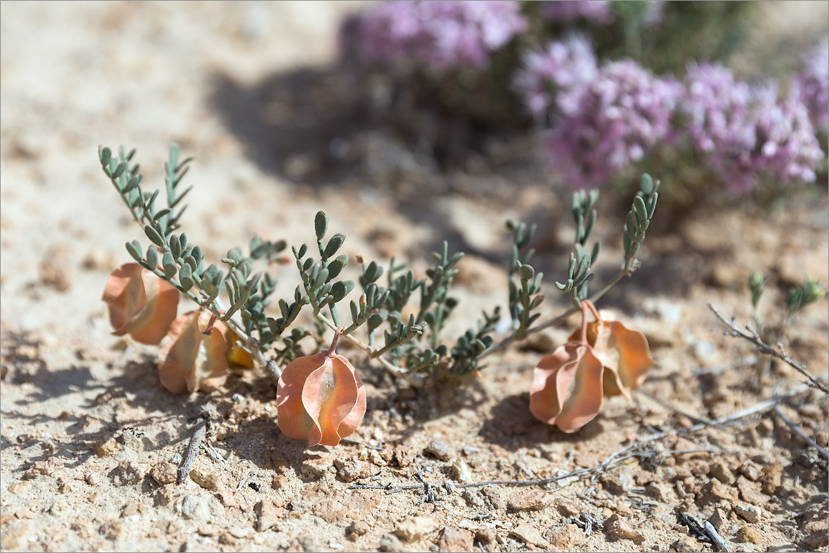 Image of Zygophyllum pinnatum specimen.