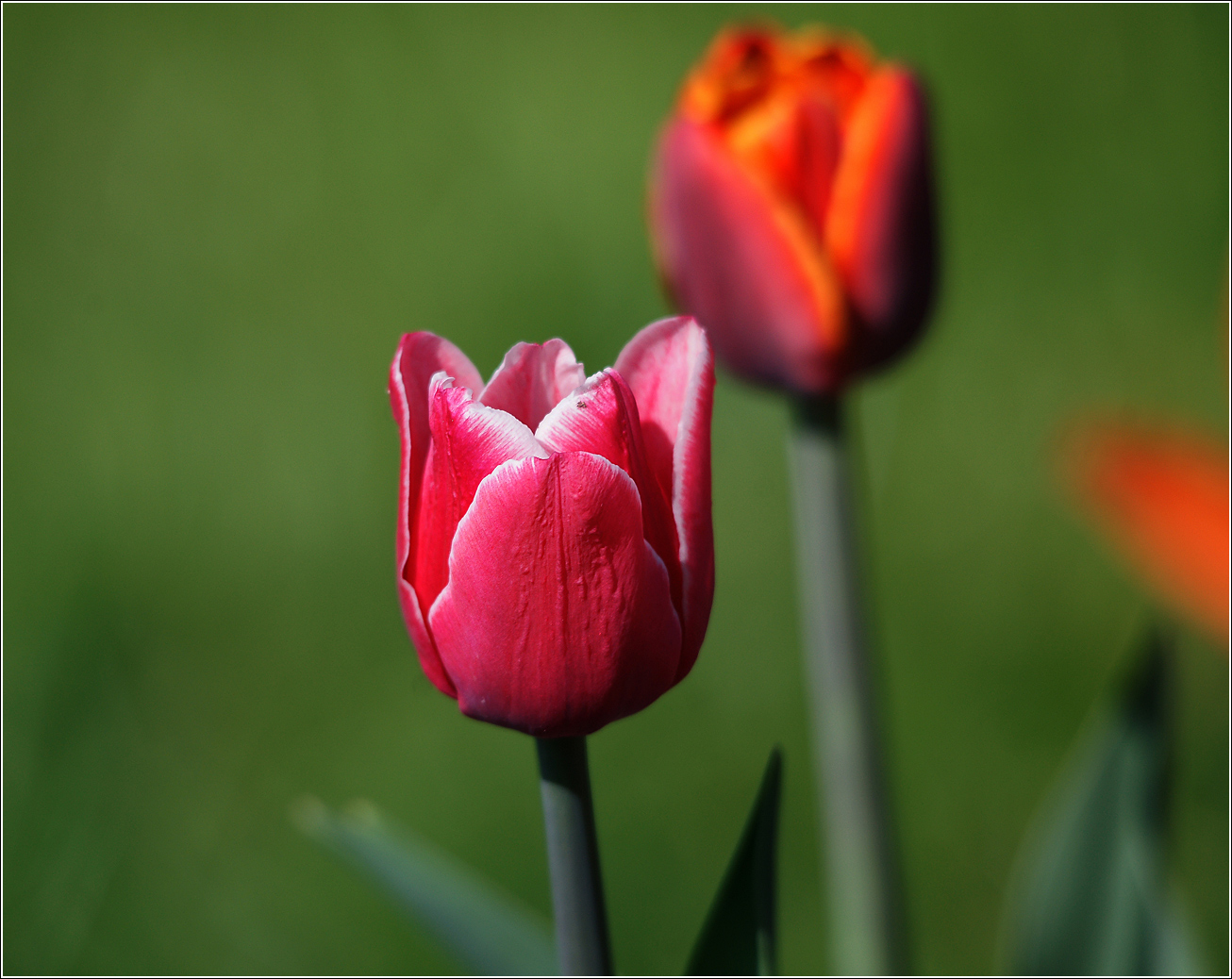 Image of genus Tulipa specimen.