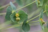 Euphorbia sewerzowii. Часть соцветия с незрелыми плодами. Узбекистан, Ташкентская обл., Пскемский хр., Угам-Чаткальский национальный парк, верховья урочища Аксарсай, около 2200 м н.у.м., среди субальпийского высокотравья на зарастающей осыпи. 21.06.2022.