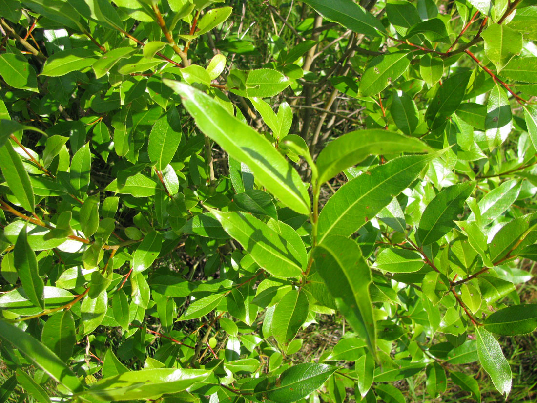 Image of Salix pentandra specimen.