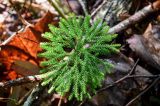 Lycopodium obscurum. Вегетирующее растение. Курильские о-ва, о-в Кунашир, вулкан Менделеева, ≈ 400 м н.у.м., широколиственный лес. 21.08.2022.