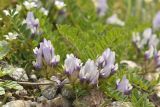 Astragalus oreades. Соцветия и фрагменты листьев. Карачаево-Черкесия, Карачаевский р-н, ущелье р. Кичкинекол (Узункольский), ≈ 2410 м н.у.м., морена ледника Большой Кичкинекол. 21.07.2023.