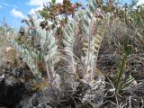 Astragalus testiculatus