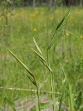 Gladiolus imbricatus. Соцветия на стадии бутонизации. Ульяновская обл., Новомалыклинский р-н, окр. с. Стар. Малыкла, пойма р. Бол. Черемшан, местами заболоченный, поросший ивняком луг, опушка леса. 20.05.2023.