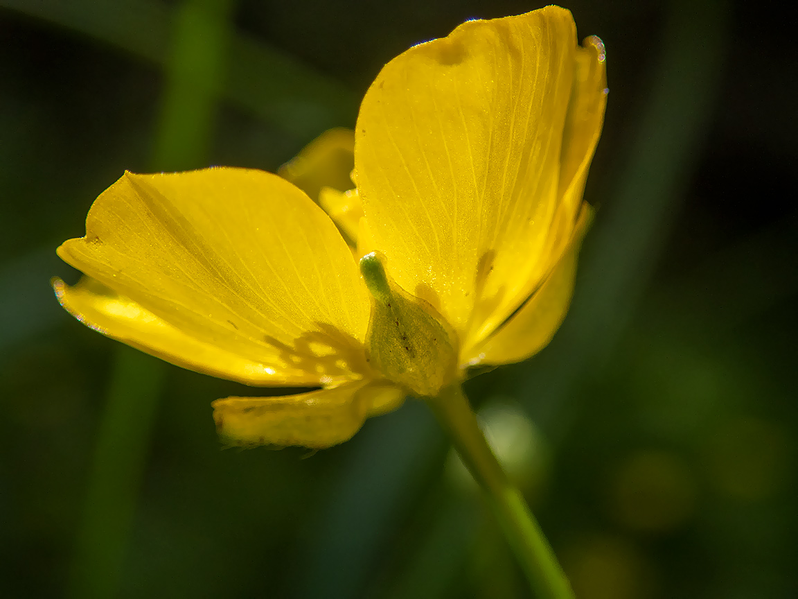 Image of Ranunculus repens specimen.