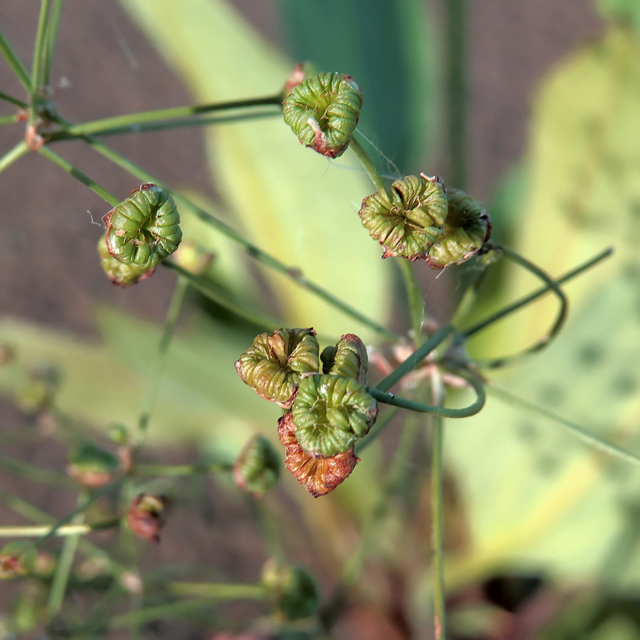 Image of Alisma plantago-aquatica specimen.