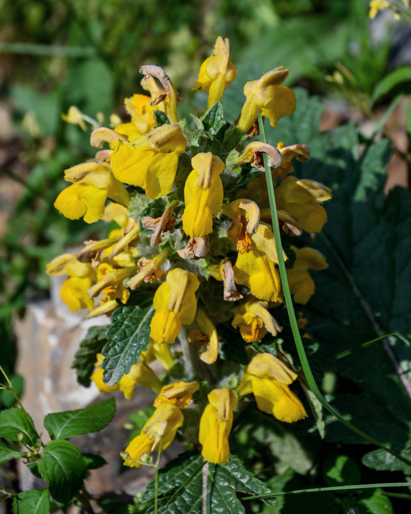 Image of Phlomoides speciosa specimen.