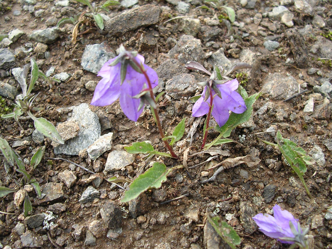 Image of Campanula collina specimen.