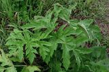 Heracleum dissectum