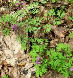 Corydalis solida. Цветущие растения, пробивающиеся сквозь полог опавшей прошлогодней листвы. Московская обл., г. Королёв, мкр. Текстильщик, ул. Калининградская, Старое Болшевское кладбище, беглецы из культуры. 21.04.2024.