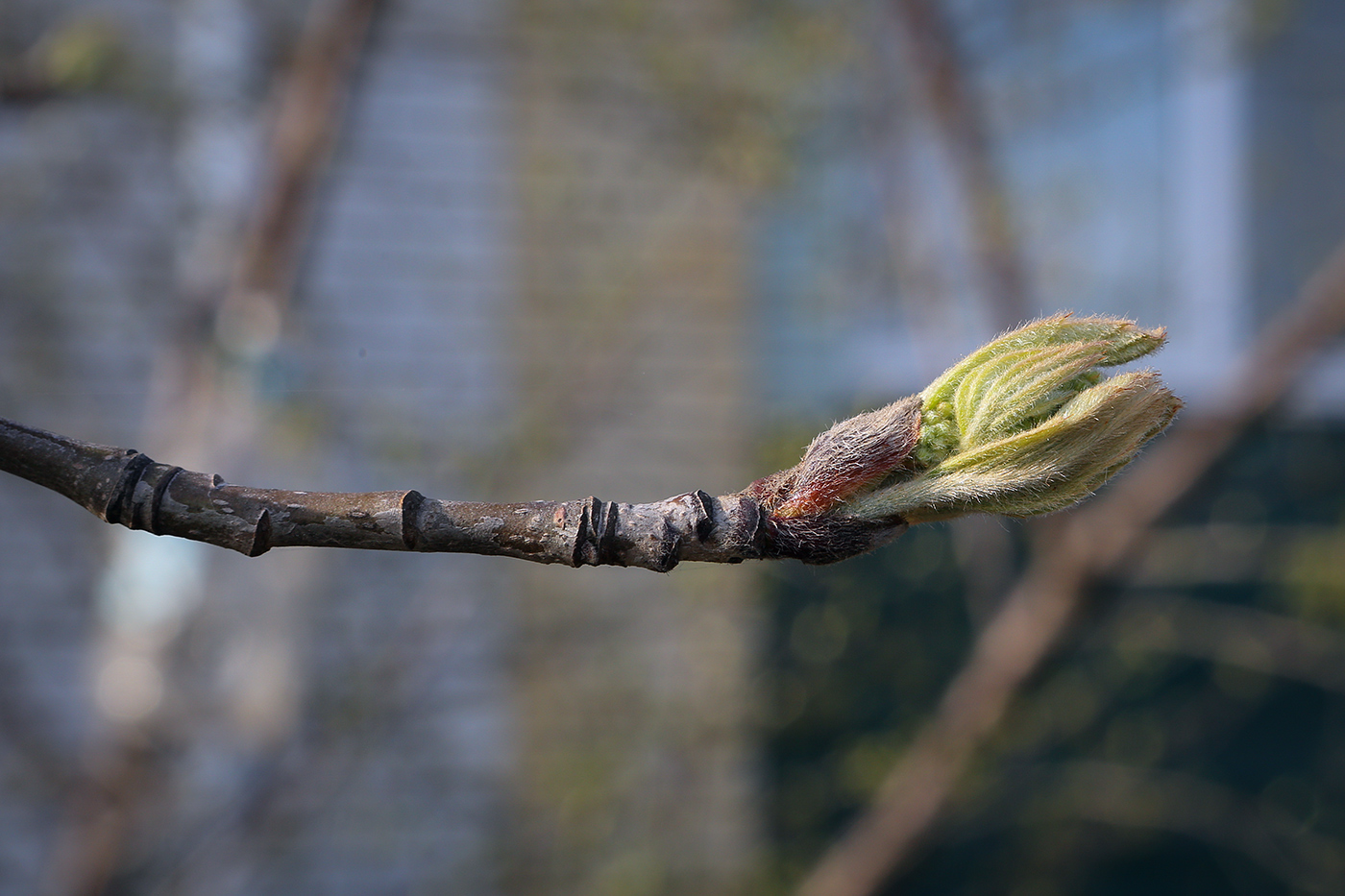 Изображение особи род Sorbus.