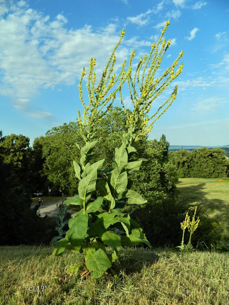 Изображение особи род Verbascum.