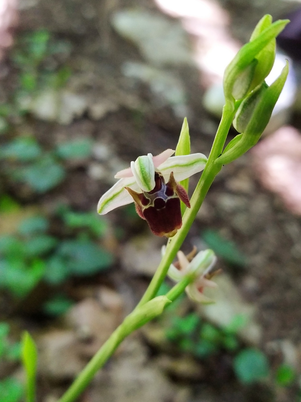 Изображение особи Ophrys oestrifera.