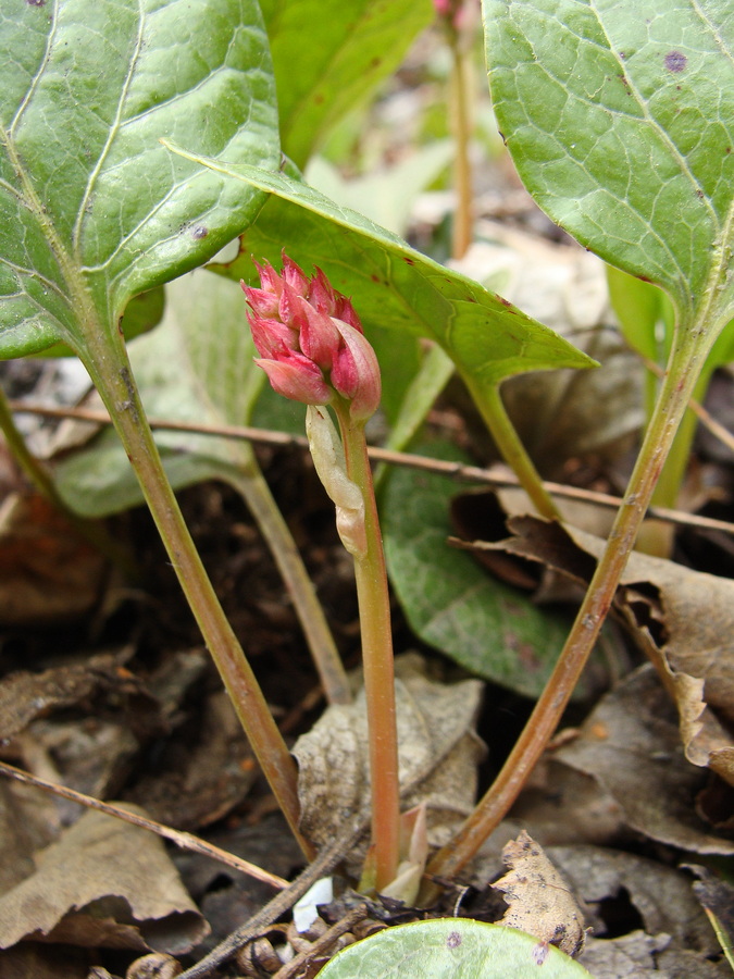 Изображение особи Pyrola incarnata.