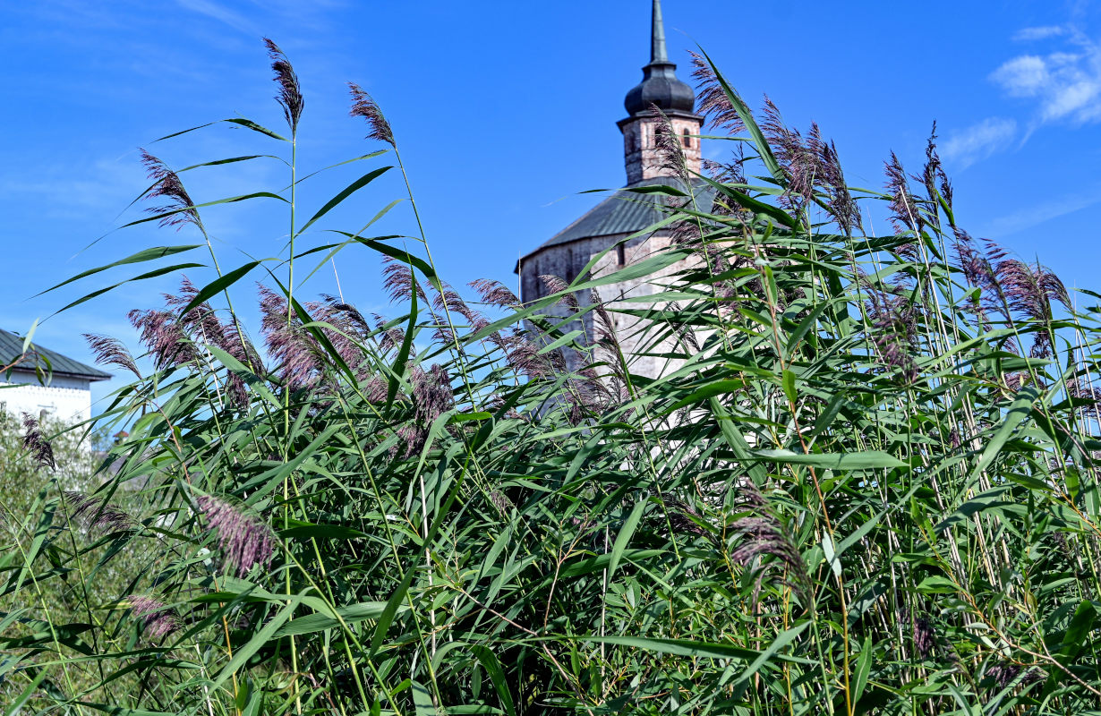 Image of Phragmites australis specimen.