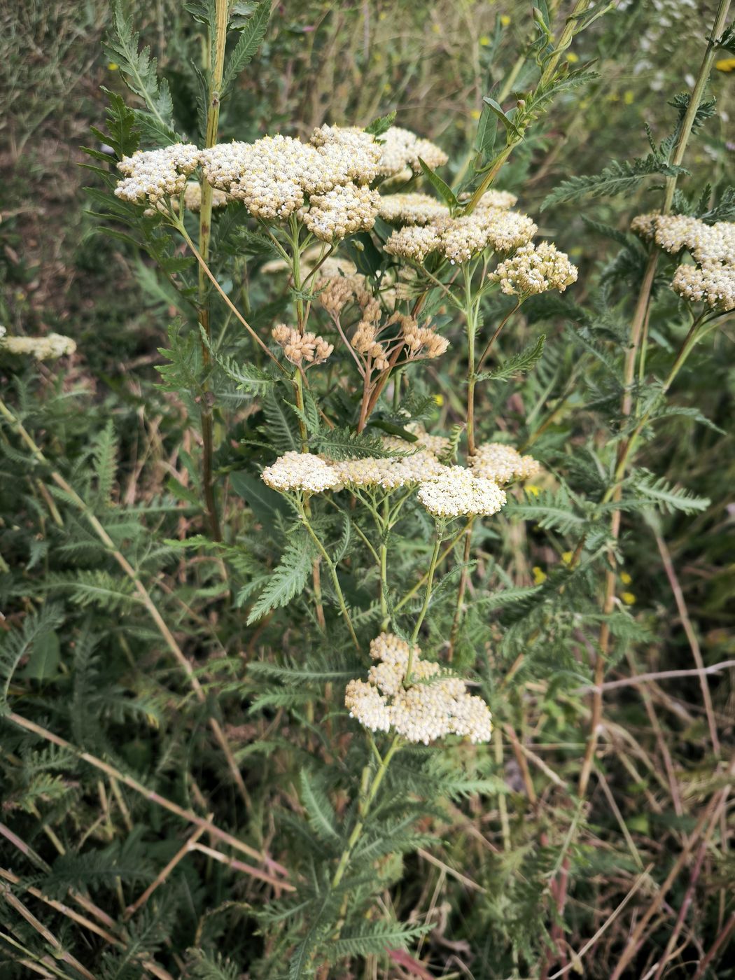 Image of Achillea karatavica specimen.