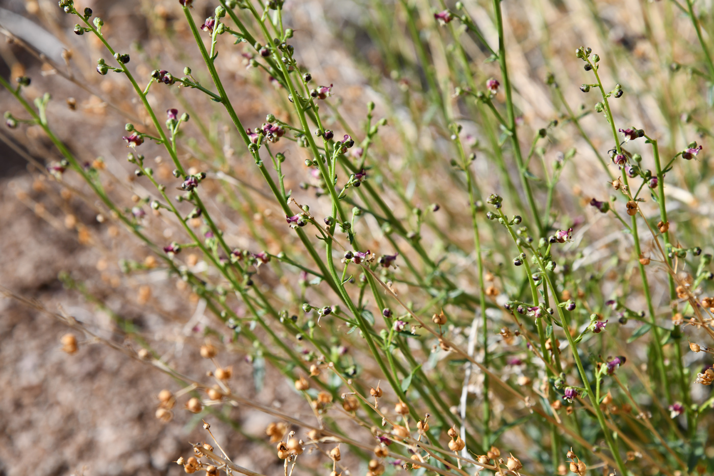 Image of Scrophularia incisa specimen.