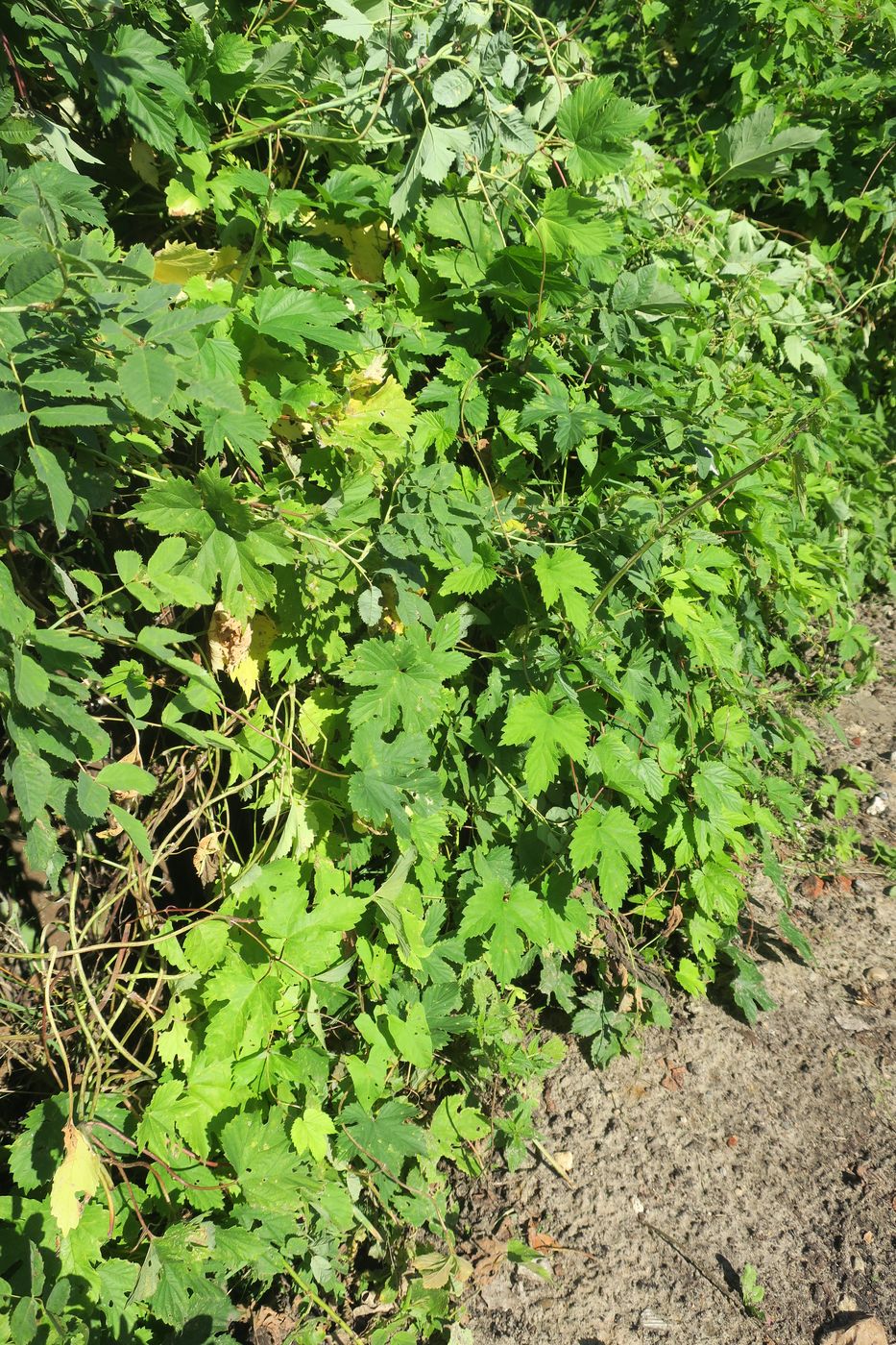 Image of Humulus lupulus specimen.