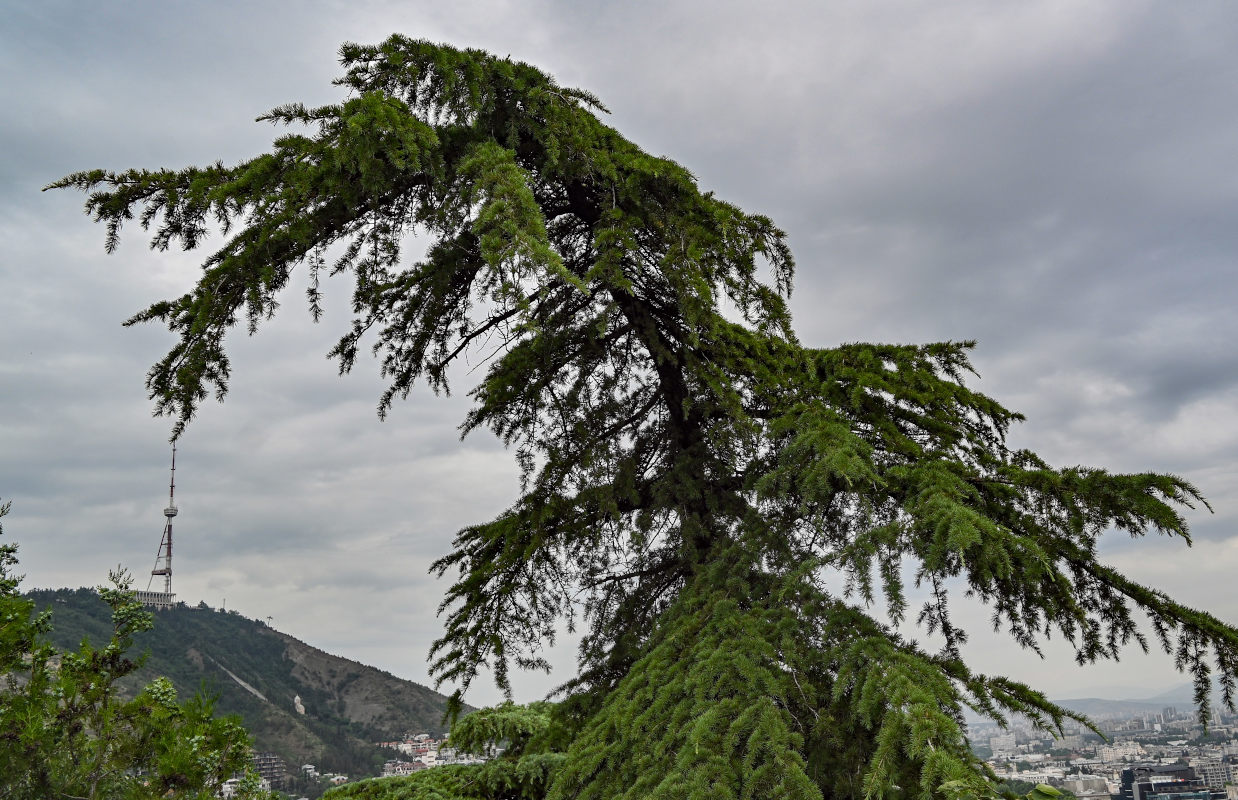 Image of Cedrus deodara specimen.