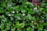 Houttuynia cordata. Верхушки цветущих растений. Китай, провинция Хунань, г. Фэнхуан, в парке под деревьями. 04.06.2024.