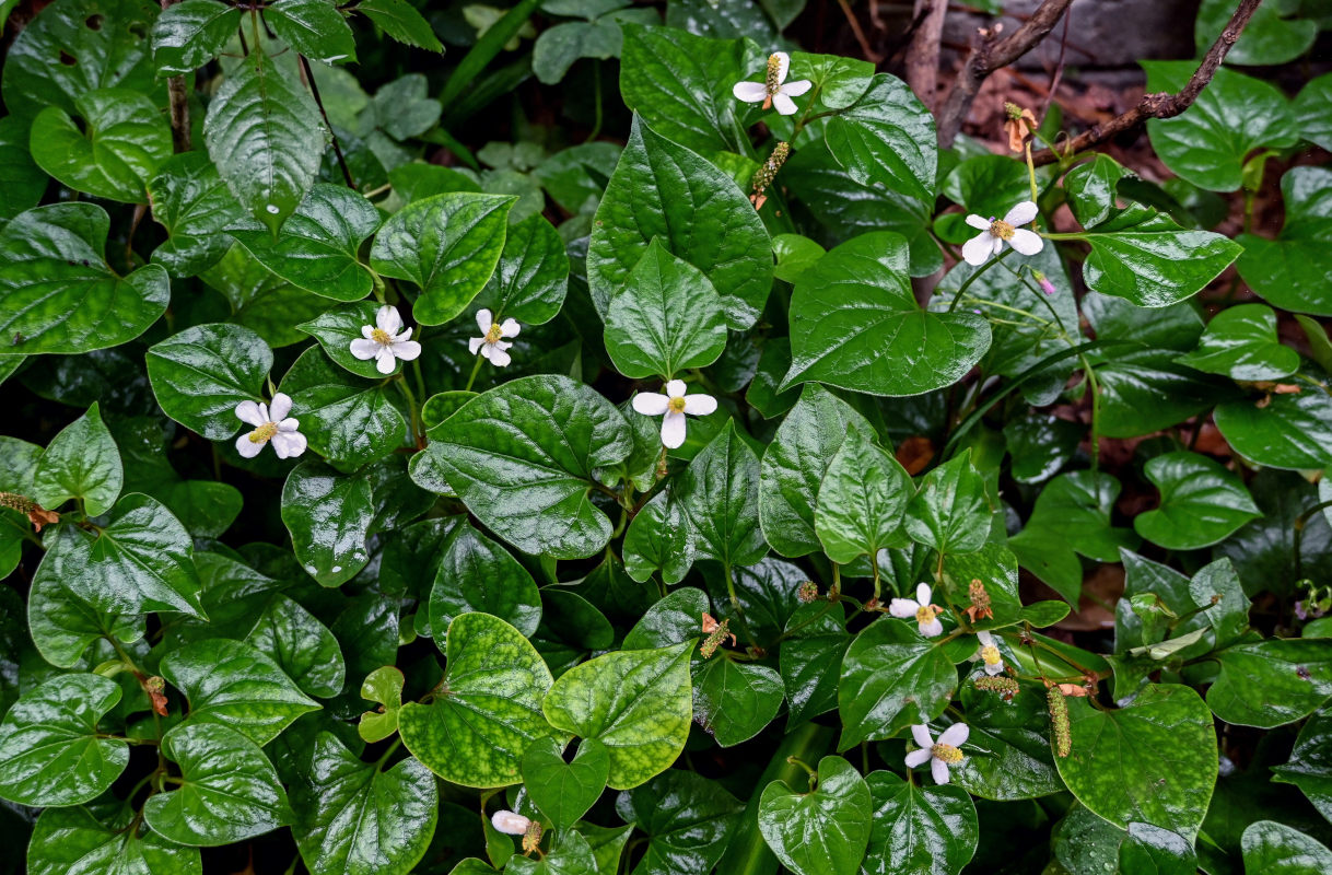 Изображение особи Houttuynia cordata.